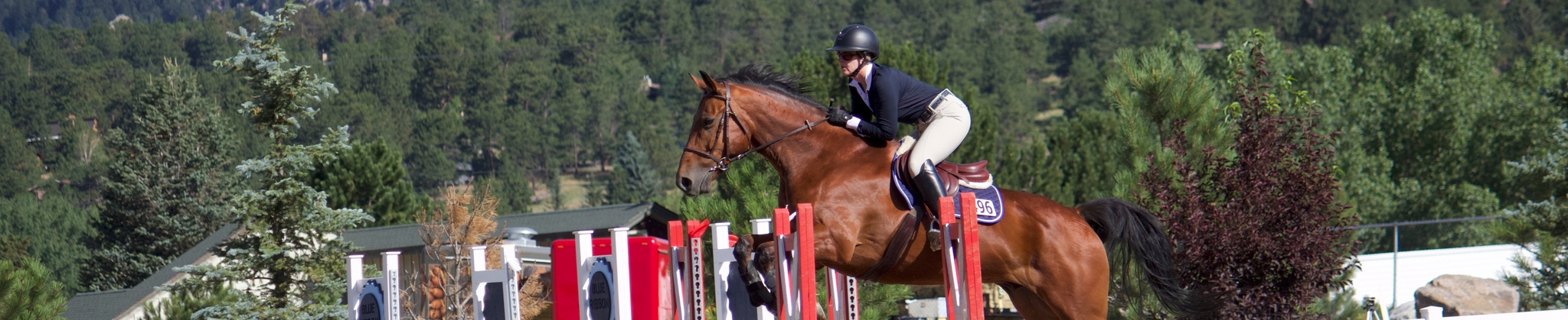 Equine photography